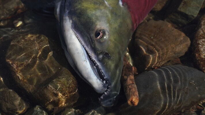 동물 아시아 호수 야생동물 파도 여행 이동 자연 낚시 어류 동양인 사람없음 빨간색 물 강 머리 수중 수영 입 치아 생태계 순환 러시아 연어 태평양 북쪽 어장 주둥이 서식지 내추럴 생태학 스플래쉬 MOV 해외동영상 슬로모션 클립영상 자연요소 교육 유럽 나라 바다 컬러 컨셉 모션 레저 촬영기법 인종 신체부위 수중동물 수상스포츠 소화기관 방향 동영상 파일형식