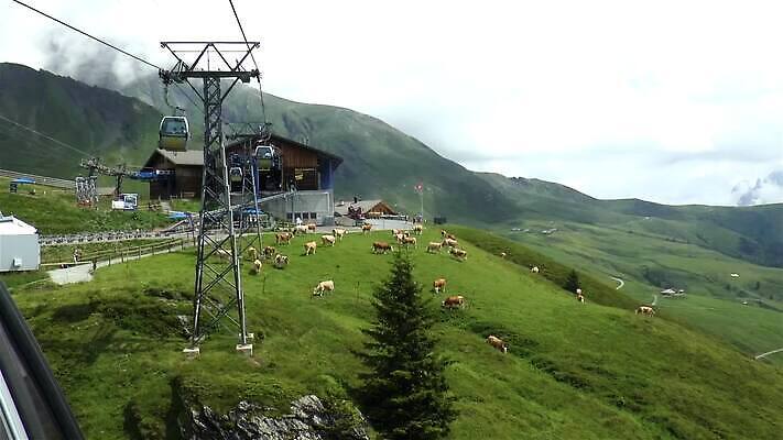 나무 동물 자연 산 사람없음 초록색 계곡 소나무 소 곤돌라 스위스 알프스 오르막 베른 수유 MP4 해외동영상 클립영상 식물 유럽 컬러 포유류 생태계 동영상 파일형식