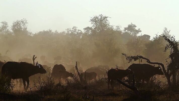 동물 야생동물 포유류 아프리카 자연 아침 흑백 국립공원 풍경 사람없음 황혼 안개 그룹 황무지 보호 군중 사파리 서식지 남아프리카 보츠와나 보호구역 사바나 크루거 MOV 해외동영상 클립영상 주간 공원 나라 컨셉 날씨 촬영기법 사람 일몰 생태계 동영상 남아프리카공화국 구역 파일형식