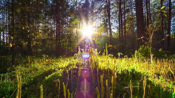 나무 식물 계절 공원 여행 백그라운드 잎 자연 아침 그림자 풍경 사람없음 야외 목재 초록색 빛 햇빛 태양 일출 환경 맑음 일몰 봄 안개 광선 가을 나뭇가지 시골 시간 소나무 황무지 숲 기중기 장면 지역 마법 내추럴 삼림지대 4K 타임랩스 MP4 해외동영상 클립영상 주간 자연요소 공공시설 컬러 재료 날씨 촬영기법 노을 중장비 생태계 동영상 파일형식