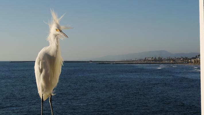 동물 야생동물 바다 자연 조류 하늘 휴가 사람없음 목재 물 항구 미국 산책로 자유 흰색 행운 닫기 왜가리 깃털 캘리포니아 멸종 서식지 계산서 로스앤젤레스 철책 눈내림 수평선 4K 오션사이드 MP4 해외동영상 클립영상 자연요소 나무 길 컬러 컨셉 북아메리카 재료 교통시설 모션 눈_날씨 생태계 동영상 파일형식