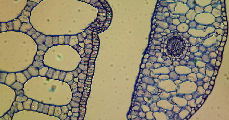 식물 꽃 과학 이동 세포 사람없음 빨간색 초록색 파란색 시험 성장 체리 조직 횡단보도 확대 떠남 지원 4K 현미경관찰 MOV 해외동영상 클립영상 교육 컬러 컨셉 과일 모션 관찰 보행로 동영상 파일형식