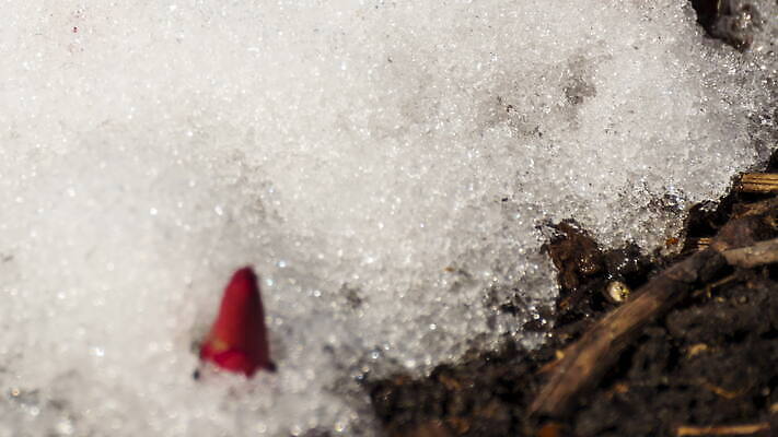 식물 계절 백그라운드 겨울 밭 자연 날씨 따뜻함 초원 사람없음 야외 초록색 물 빛 태양 새싹 냉동 얼음 봄 흰색 녹음 닫기 시원함 땅 유기농 서리 내추럴 작약 4K MOV 해외동영상 클립영상 자연요소 웰빙 꽃 컬러 농업 모션 기록 생태계 동영상 파일형식