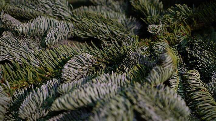 나무 식물 전통 계절 백그라운드 컨셉 잎 크리스마스 겨울 패턴 자연 휴가 새로움 기념 사람없음 목재 장식 초록색 화환 나뭇가지 축하 신선 소나무 닫기 숲 연도 오브젝트 질감 상록수 침엽수 전나무 내추럴 삼나무 가문비나무 4K MOV 해외동영상 클립영상 기념일 꽃 컬러 무늬 재료 모션 생태계 동영상 파일형식