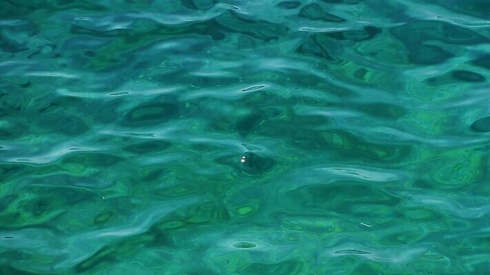 파도 바다 포즈 백그라운드 패턴 모션 자연 표면 추상 오리 사람없음 초록색 물 달리기 반사 흐름 개울 닫기 질감 각도 에메랄드 부드러움 강렬 잔물결 터키석 MOV 해외동영상 클립영상 자연요소 물결 컬러 컨셉 무늬 조류 강 감각 보석 생태계 동영상 파일형식