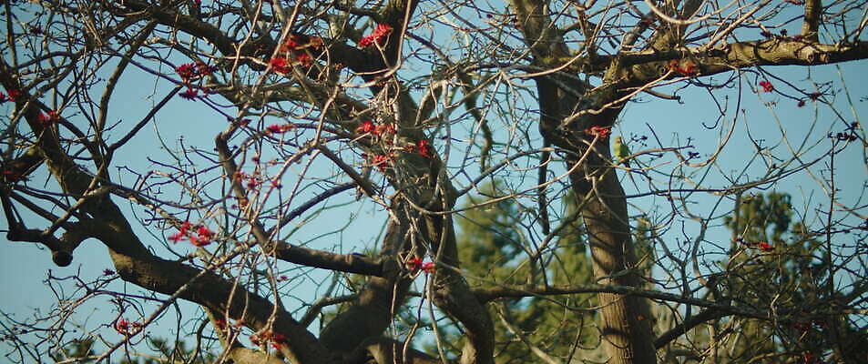 나무 동물 공원 날개 자연 조류 앉기 사람없음 야외 초록색 나뭇가지 숲 앵무새 서식지 내추럴 잉꼬 4K MOV 해외동영상 슬로모션 클립영상 식물 공공시설 컬러 모션 촬영기법 생태계 동영상 파일형식