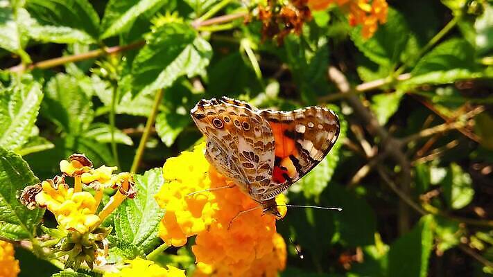 식물 꽃 나비 곤충 잎 날개 모션 자연 사람없음 빨간색 초록색 컬러풀 환경 모임 벚꽃 그리기 닫기 큼 수집 흔들림 보케 꽃가루 꿀 느림 블러효과 세이지 수유 코스모폴리탄 MP4 해외동영상 클립영상 동물 컬러 칵테일 크기 가루 생태계 동영상 블러 파일형식 효과