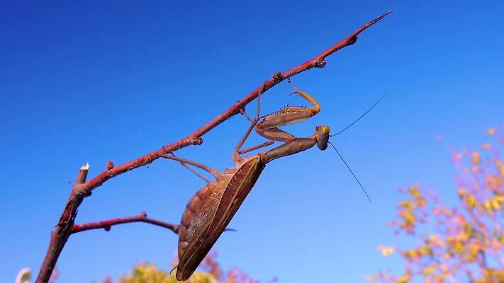 동물 여자 야생동물 곤충 절지류 자연 하늘 무척추동물 안테나 사람없음 초록색 파란색 갈색 기도 육식동물 내추럴 포식 4K MP4 해외동영상 클립영상 컬러 통신 사람 생태계 동영상 파일형식