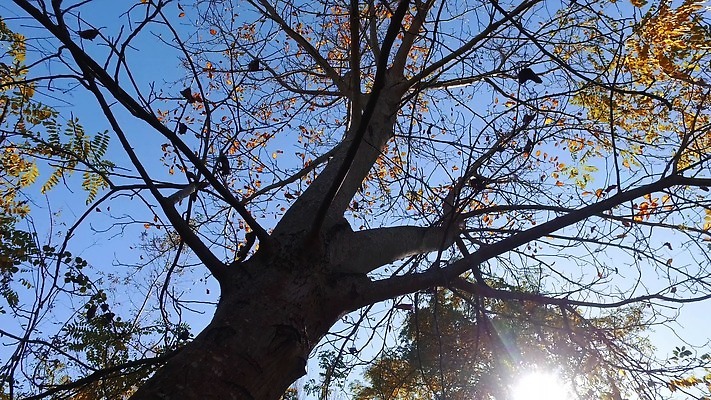 나무 식물 계절 공원 컬러 이동 단풍 낙엽 잎 오렌지 모션 아침 풍경 사람없음 야외 목재 빨간색 빛 햇빛 태양 노란색 일출 맑음 침묵 일몰 산책 하이킹 안개 광선 가을 전원 시골 변화 숲 벌거벗은 삼림지대 하이커 1인칭시점 4K MP4 해외동영상 영광군 클립영상 주간 자연요소 시선 공공시설 여행 컨셉 과일 재료 레저 날씨 휴식 노을 소리 전기에너지 전라남도 동영상 파일형식 에너지 전라도 시설 한국 아시아 나라