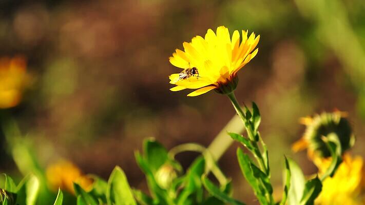 식물 꽃 곤충 백그라운드 자연 사람없음 빛 태양 정원 개화 화단 금잔화 MOV 해외동영상 클립영상 자연요소 동물 생태계 동영상 파일형식