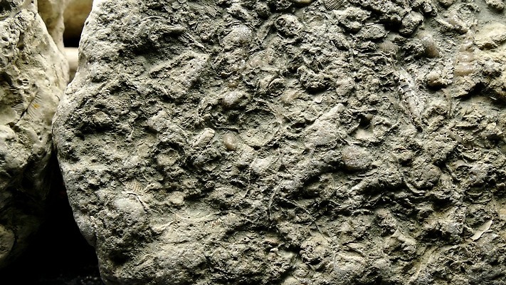 과학 사람없음 회색 바위 역사 산호 닫기 분필 생물학 라임 발트해 석회암 옛날 지질학 4K MP4 해외동영상 클립영상 교육 바다 컬러 과일 모션 북유럽 암석 자포동물 초크 동영상 파일형식