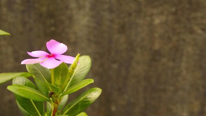 식물 계절 꽃잎 꽃 화분 꽃다발 백그라운드 잎 꽃무늬 자연 사람없음 야외 장식 빨간색 초록색 컬러풀 한개 햇빛 뷰티 봄 들꽃 성장 벚꽃 신선 화단 열대기후 영원 카피스페이스 피튜니아 MOV 해외동영상 클립영상 1 컬러 무늬 태양 공백 생태계 동영상 파일형식