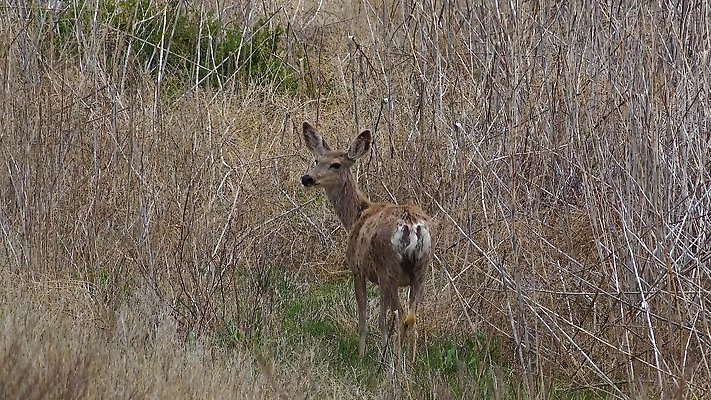 동물 공원 야생동물 밭 포유류 자연 생물 뿔 사람없음 야외 달러 흰색 황무지 숲 바퀴자국 꼬리 내추럴 동물상 아기사슴 4K MP4 해외동영상 클립영상 공공시설 새끼 컬러 돈 농업 자국 사슴 조형물 생태계 동영상 파일형식