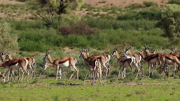동물 야생동물 포유류 모션 아프리카 자연 초식동물 사람없음 야외 환경 사막 그룹 황무지 보호 군중 먹이 사파리 클립 영양 서식지 동영상 남쪽 내추럴 경보 남아프리카 동물상 생태학 수유 칼라하리 HD MOV 해외동영상 클립영상 교육 나라 컨셉 사람 조형물 방향 생태계 파일형식