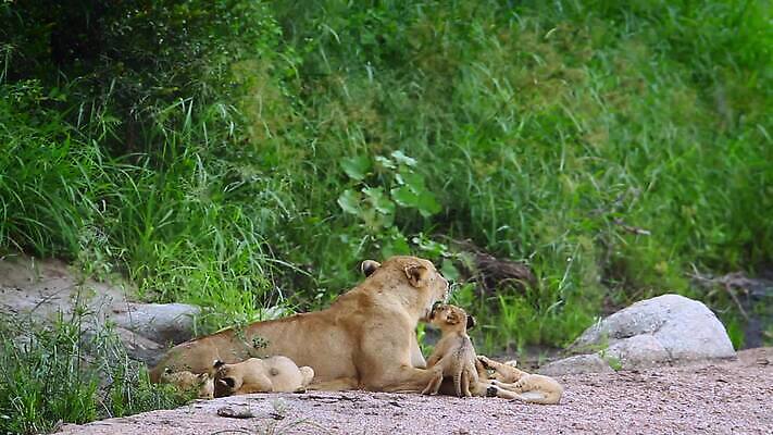 동물 여자 야생동물 새끼 포유류 아프리카 자연 엄마 국립공원 사람없음 야외 관광지 고양이 황무지 보호 결합 사자 사파리 육식동물 몸단장 남아프리카 보츠와나 보호구역 암사자 크루거 MOV 해외동영상 클립영상 멸종위기종 공원 나라 여행 컨셉 가족 사람 반려동물 암컷 생태계 동영상 남아프리카공화국 구역 파일형식