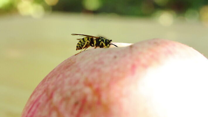 동물 계절 음식 곤충 날개 과일 자연 사람없음 빨간색 컬러풀 소풍 노란색 검은색 줄무늬 재킷 껍질 가을 황금 닫기 해충 벌레 말벌 사과 먹이 무서움 벌 먹기 기아 배고픔 묘사 유기농 바쁨 향기 턱 찌르기 내추럴 기어가기 MOV 해외동영상 클립영상 웰빙 감정 컬러 무늬 모션 야외활동 외투 벌_곤충 사회이슈 생태계 냄새 동영상 파일형식