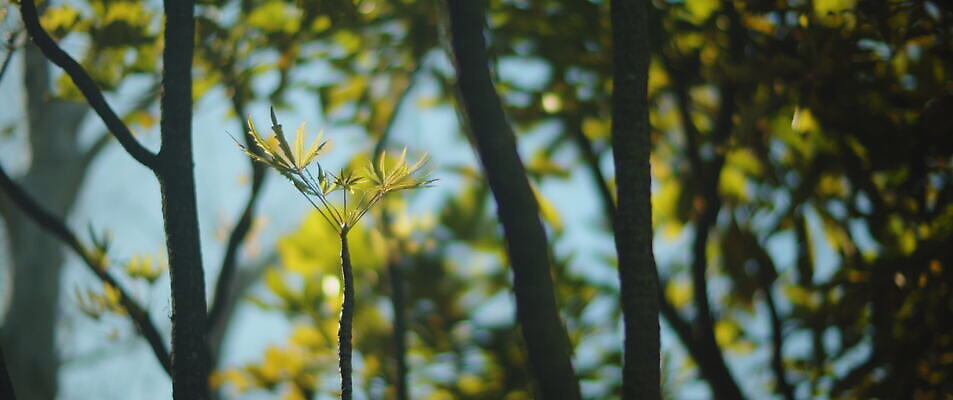 나무 공원 백그라운드 잎 자연 사람없음 초록색 여름 햇빛 노란색 정원 맑음 나뭇가지 숲 부드러움 블러효과 4K MOV 해외동영상 슬로모션 클립영상 식물 계절 공공시설 컬러 날씨 촬영기법 태양 감각 생태계 동영상 블러 파일형식 효과