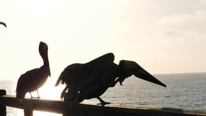 동물 실루엣 야생동물 바다 조류 하늘 휴가 사람없음 물 여름 갈색 항구 미국 일몰 산책로 자유 분위기 닫기 큼 펠리컨 부리 캘리포니아 태평양 계산서 로스앤젤레스 철책 4K 오션사이드 산타모니카 MP4 해외동영상 클립영상 자연요소 계절 길 컬러 컨셉 북아메리카 교통시설 모션 촬영기법 노을 크기 동영상 파일형식