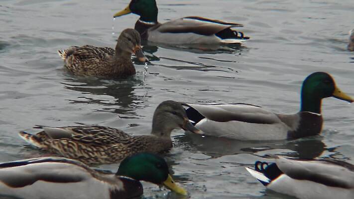 식물 동물 야생동물 바다 날개 자연 갈매기 조류 사람없음 물 수중 흰색 깃털 부리 동물상 청어 4K 수중영상 MP4 해외동영상 클립영상 자연요소 컬러 어류 조형물 생태계 동영상 파일형식