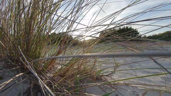 실루엣 모래 바다 잎 오렌지 모션 하늘 아침 휴가 사람없음 빛 햇빛 태양 반사 평화 일출 침묵 황혼 일몰 새벽 시간 분위기 황금 60대 저녁 엿보기 명상 통로 천국 스카이라인 석호 종료 생태학 세피아 파라다이스 수평선 MOV 해외동영상 클립영상 주간 자연요소 식물 교육 노년 컨셉 과일 촬영기법 노을 소리 야간 동영상 파일형식