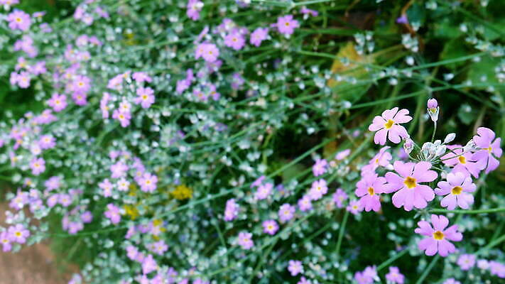 식물 여자 꽃 유럽 백그라운드 잎 모션 자연 아침 바람 휴식 사람없음 야외 초록색 빛 햇빛 태양 보라색 봄 벚꽃 시골 개화 제비꽃 상쾌 보케 향기 장면 뒤뜰 프로방스 4K MOV 해외동영상 클립영상 주간 자연요소 계절 감정 나라 컬러 컨셉 날씨 사람 생태계 냄새 동영상 파일형식