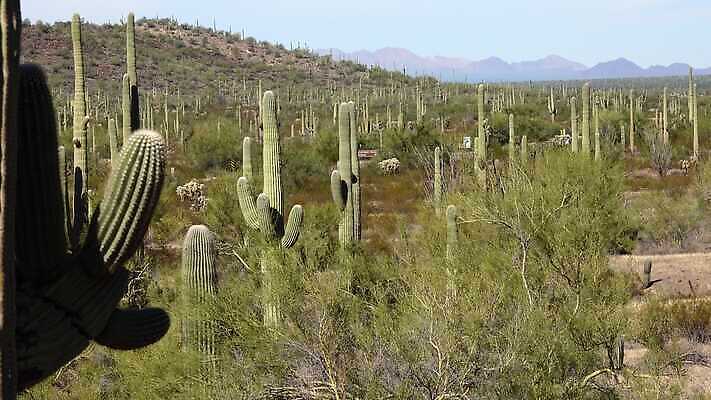 식물 공원 선 여행 자연 산 선인장 건조 사람없음 파란색 미국 성장 오르간 보호 큼 파이프 먼지 애리조나 천연기념물 전국 유일 4K MP4 해외동영상 클립영상 공공시설 컬러 컨셉 북아메리카 건반악기 크기 생태계 동영상 파일형식