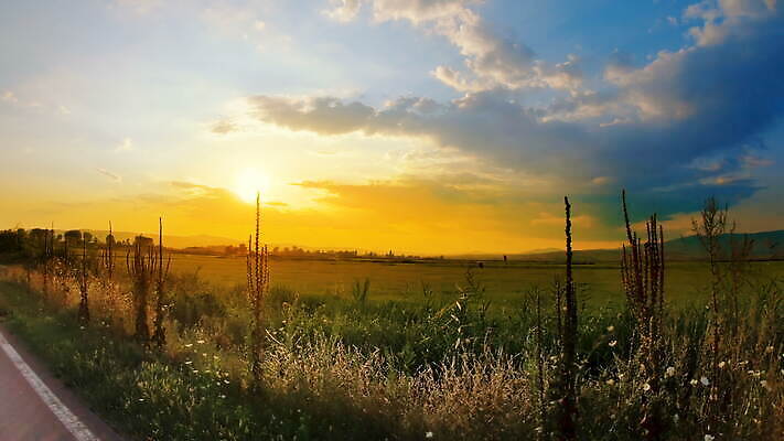나무 식물 계절 아시아 길 백그라운드 잎 밭 농업 교통시설 자연 하늘 동양인 풍경 초원 사람없음 야외 파란색 컬러풀 농장 농경지 일출 환경 일몰 흙 운전 성장 시골 신선 낟알 땅 유기농 내추럴 4K MOV 해외동영상 클립영상 웰빙 나라 산업 컬러 교통 모션 인종 노을 시설 생태계 동영상 파일형식