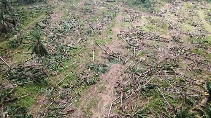 나무 식물 산업 아시아 농업 과일 자연 하늘 손바닥 동양인 풍경 사람없음 야외 초록색 농작물 야자수 농장 환경 변화 재산 기름 숲 땅 생태계 조경 말레이시아 내추럴 밭일 4K MOV 해외동영상 클립영상 손 나라 음식 컬러 컨셉 인종 금융 동영상 파일형식