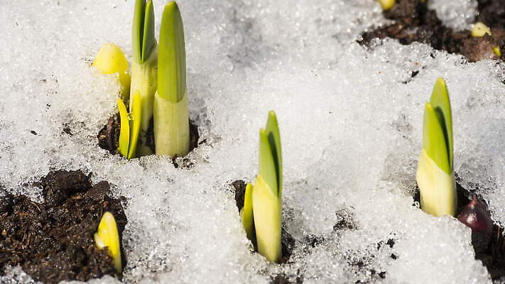 식물 계절 백그라운드 겨울 밭 자연 날씨 따뜻함 초원 사람없음 야외 초록색 물 빛 태양 새싹 냉동 얼음 봄 녹음 닫기 시원함 땅 유기농 서리 수선화 내추럴 4K 타임랩스 MOV 해외동영상 클립영상 자연요소 웰빙 꽃 컬러 농업 모션 촬영기법 기록 생태계 동영상 파일형식