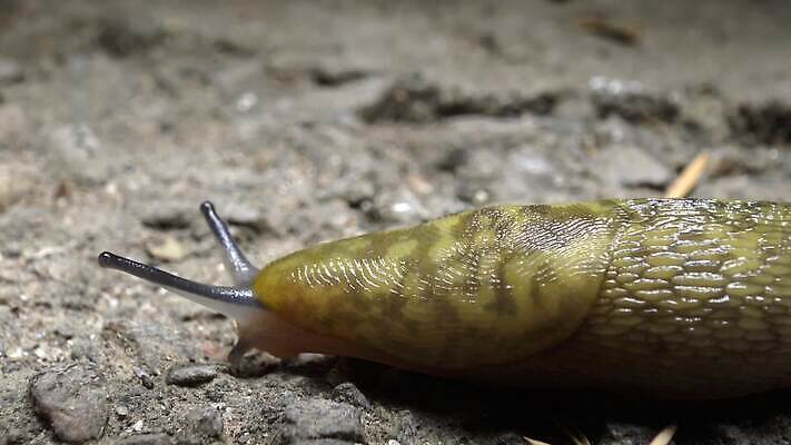 동물 자연 연체동물 사람없음 야외 젖음 느림 민달팽이 끈적임 4K 타임랩스 MP4 해외동영상 클립영상 무척추동물 촬영기법 생태계 동영상 파일형식 달팽이_동물