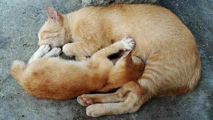 동물 여자 어린이 오렌지 포유류 가족 엄마 휴식 털 사람없음 반려동물 노란색 고양이 우유 간호사 마시기 흰색 아기 신생아 빨다 작음 먹이 간호 배고픔 얼룩무늬 거짓말 4K MP4 해외동영상 클립영상 컬러 컨셉 무늬 과일 관계 모션 유제품 사람 의료진 크기 동영상 파일형식