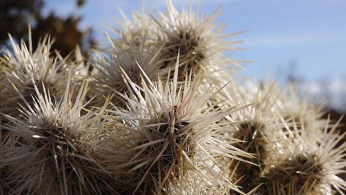 공원 꽃 백그라운드 선인장 건조 국립공원 풍경 사람없음 컬러풀 노란색 정원 미국 뜨거움 개화 가시 생태계 캘리포니아 지역 애리조나 4K MP4 해외동영상 클립영상 식물 공공시설 컬러 북아메리카 동영상 파일형식