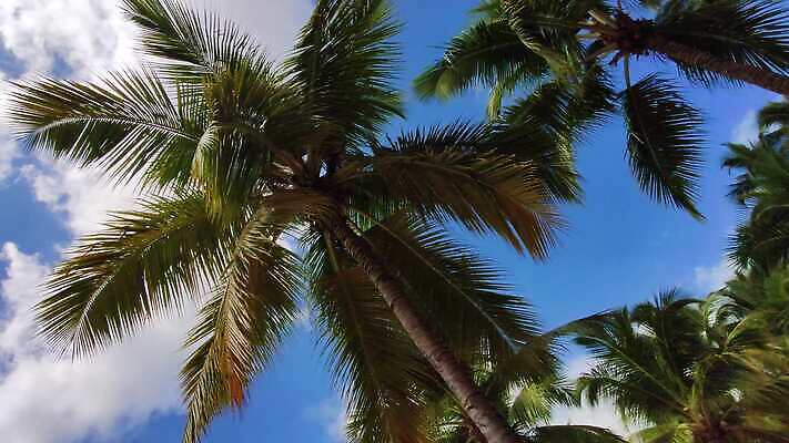 나무 섬 여행 자연 하늘 휴가 멕시코 사람없음 초록색 물 야자수 태양 산타클로스 휴양지 세이셸 몰디브 모리셔스 이국적 파라다이스 4K MP4 해외동영상 클립영상 자연요소 식물 아시아 컬러 크리스마스 북아메리카 아프리카 장소 생태계 동영상 파일형식