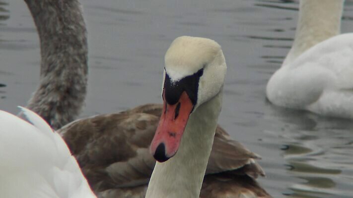 동물 야생동물 바다 날개 자연 갈매기 조류 사람없음 물 환경 바닷속 수중 흰색 지중해 깃털 생태계 생물학 부리 수족관 동물상 생태학 소금물 우크라이나 청어 4K MP4 해외동영상 클립영상 자연요소 교육 유럽 컬러 어류 조형물 동영상 파일형식