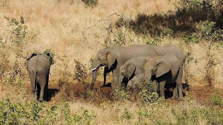 동물 음료 야생동물 포유류 모션 아프리카 자연 초식동물 코끼리 종류 사람없음 야외 물 마시기 그룹 황무지 보호 군중 갈증 사파리 클립 귀 멸종 서식지 동영상 내추럴 남아프리카 생태학 HD 크루거 MOV 해외동영상 클립영상 자연요소 교육 나라 컨셉 사람 신체부위 생태계 남아프리카공화국 파일형식