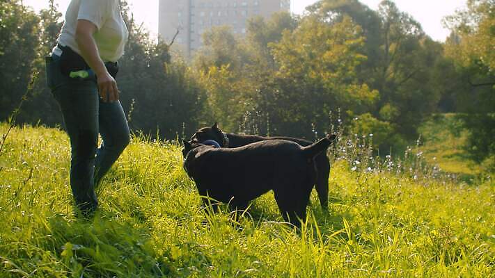 동물 공원 여자 행복 2 장난 포유류 자연 놀이 함께함 사랑 한명 사람 잔디 야외 초록색 친구 반려동물 귀여움 검은색 힘 우정 기쁨 에너지 게임 반지 잡기 개 주인 송곳니 기르기 돌봄 동반자 4K 순혈 MOV 해외동영상 클립영상 식물 1 공공시설 감정 컬러 컨셉 장신구 관계 모션 치아 생태계 동영상 파일형식