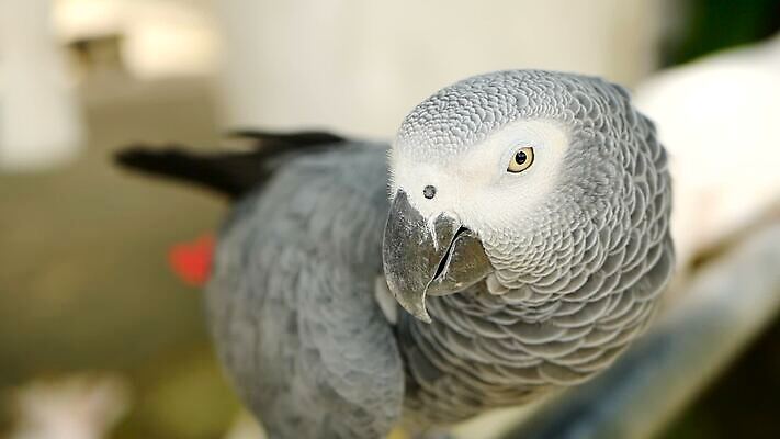 동물 척추동물 1 야생동물 백그라운드 날개 아프리카 자연 조류 동물원 사람없음 빨간색 반려동물 머리 검은색 회색 흰색 작음 깃털 부리 앵무새 새장 멸종 노려봄 고립 동물상 이국적 잉꼬 지능 콩고 MOV 해외동영상 클립영상 나라 컬러 표정 신체부위 조형물 크기 생태계 동영상 케이지 파일형식