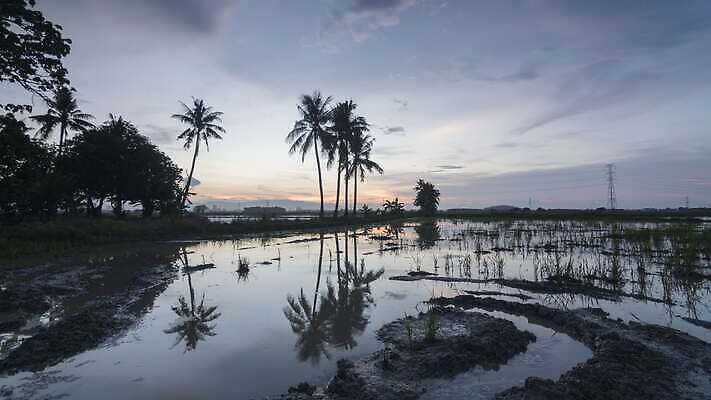 나무 식물 구름 여행 백그라운드 밭 자연 하늘 휴가 손바닥 풍경 사람없음 야외 초록색 물 여름 파란색 태양 반사 일출 맑음 일몰 시골 땅 코코넛 내추럴 파라다이스 4K 타임랩스 MP4 해외동영상 클립영상 자연요소 손 계절 컬러 농업 과일 날씨 촬영기법 노을 생태계 동영상 파일형식
