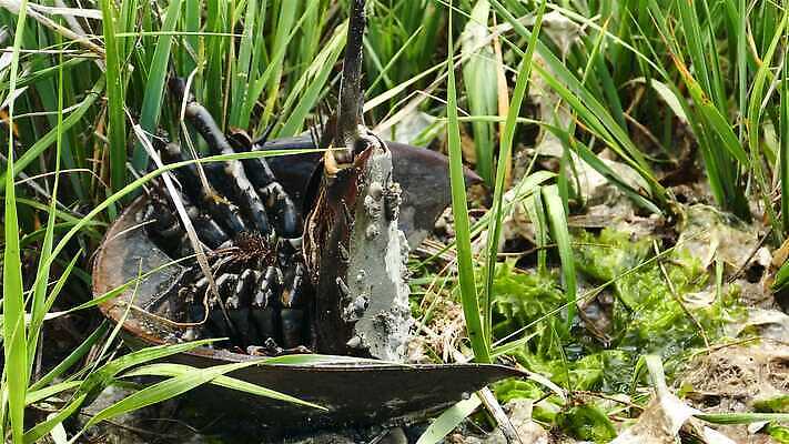 식물 동물 외관 계절 컬러 백그라운드 밭 농업 자연 사람없음 야외 초록색 물 환경 맑음 봄 게 닫기 내추럴 숨기 편자 4K MP4 해외동영상 클립영상 자연요소 산업 모션 날씨 갑각류 생태계 동영상 말발굽 파일형식