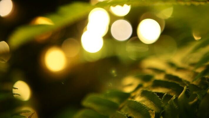 식물 계절 꽃 백그라운드 잎 자연 전등 사람없음 야외 초록색 빛 봄 성장 나뭇가지 신선 원형 우아함 소프트포커스 숲 열대우림 질감 내추럴 광 깜빡이다 MOV 해외동영상 클립영상 도형 나무 컬러 컨셉 조명 촬영기법 생태계 동영상 파일형식