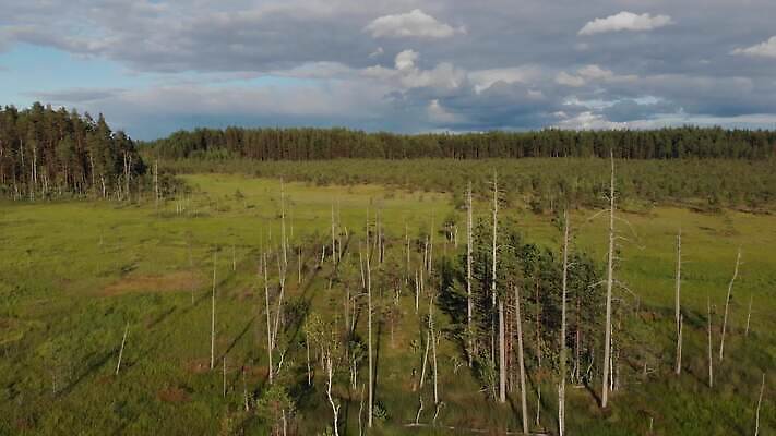 나무 잎 자연 표면 건조 이끼 풍경 초원 사람없음 야외 초록색 물 여름 강 환경 맑음 가을 황무지 습지 숲 땅 내추럴 4K MOV 해외동영상 클립영상 자연요소 식물 계절 컬러 날씨 생태계 동영상 파일형식