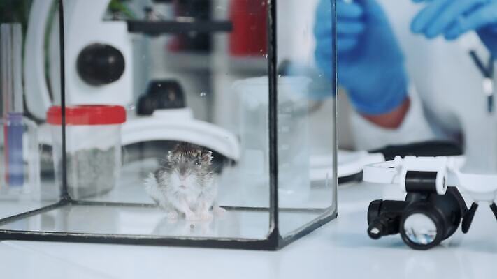 동물 과학 백그라운드 실험 한명 닫기 쥐 컨테이너 생물학 튜브 조제 개발 패닝샷 화학물질 4K MOV 해외동영상 클립영상 1 교육 산업 모션 촬영기법 사람 약 화학 설치류 만들기 동영상 파일형식