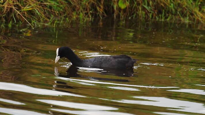 동물 1 호수 야생동물 백그라운드 자연 조류 사람없음 야외 빨간색 물 파란색 뷰티 검은색 수영 흰색 연못 깃털 다이빙 부리 물새 내추럴 수유 유라시아 MOV 해외동영상 클립영상 자연요소 유럽 아시아 컬러 수상스포츠 생태계 동영상 수중스포츠 파일형식