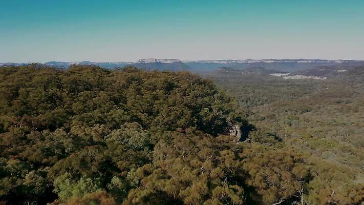 나무 여행 잎 자연 산 안테나 풍경 사람없음 야외 초록색 파란색 갈색 환경 계곡 호주 숲 생태계 암초 드론 생태학 4K MP4 해외동영상 클립영상 식물 교육 컬러 통신 오세아니아 동영상 파일형식