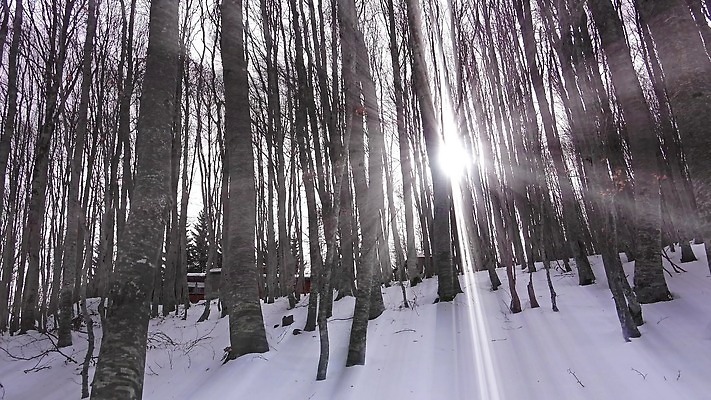 나무 계절 포즈 백그라운드 크리스마스 겨울 자연 아침 날씨 요정 풍경 사람없음 야외 목재 빛 달리기 햇빛 태양 냉동 얼음 일몰 산책 추위 흰색 나뭇가지 시골 소나무 숲 시원함 12월 탈출 서리 장면 짐차 자작나무 1월 광 수목 눈내림 1인칭시점 4K HD MP4 해외동영상 클립영상 주간 자연요소 식물 시선 기념일 컬러 컨셉 재료 모션 자동차 휴식 눈_날씨 노을 날짜 생태계 동영상 파일형식