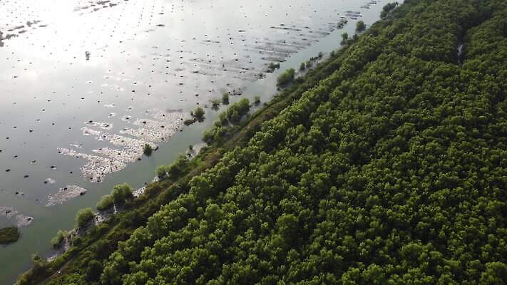 나무 식물 여행 백그라운드 잎 자연 휴가 풍경 사람없음 목재 가로 초록색 여름 하이앵글 환경 침묵 죽음 신선 보호 숲 생태계 뿌리 내추럴 드론 삼림지대 열대기후 이국적 조감도 4K MP4 해외동영상 클립영상 계절 뷰포인트 컬러 컨셉 재료 소리 동영상 파일형식