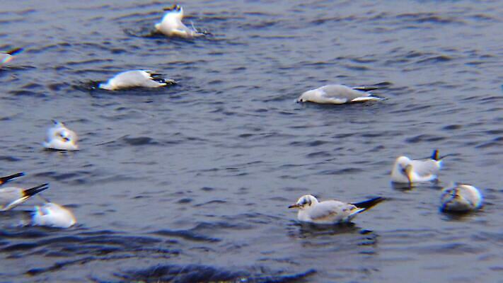 동물 호수 야생동물 바다 백그라운드 겨울 날개 자연 갈매기 조류 오리 사람없음 초록색 물 농장 머리 흰색 연못 깃털 부리 물새 청둥오리 고립 달리기선수 청어 4K MP4 해외동영상 클립영상 자연요소 계절 컬러 농업 어류 신체부위 생태계 육상선수 동영상 파일형식