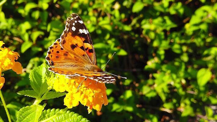 식물 꽃 나비 곤충 잎 날개 모션 자연 사람없음 빨간색 초록색 컬러풀 환경 모임 벚꽃 그리기 닫기 큼 수집 흔들림 보케 꽃가루 꿀 느림 블러효과 세이지 수유 코스모폴리탄 MP4 해외동영상 클립영상 동물 컬러 칵테일 크기 가루 생태계 동영상 블러 파일형식 효과