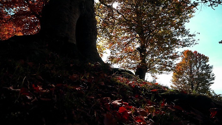 나무 식물 동물 계절 공원 컬러 단풍 낙엽 잎 오렌지 모션 자연 아침 사람없음 야외 목재 빨간색 빛 햇빛 태양 노란색 일출 맑음 침묵 일몰 산책 안개 광선 시골 신선 변화 황금 숲 벌거벗은 삼림지대 적갈색 1인칭시점 4K MP4 해외동영상 클립영상 주간 자연요소 시선 공공시설 컨셉 과일 재료 날씨 휴식 갈색 노을 소리 생태계 동영상 파일형식