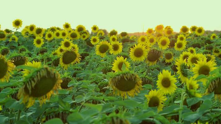 식물 계절 꽃잎 밭 농업 오렌지 자연 해바라기 씨앗 사람없음 야외 초록색 농작물 컬러풀 햇빛 농장 노란색 정원 맑음 일몰 활발 성장 벚꽃 시골 원형 수수께끼 개화 장면 내추럴 4K MP4 해외동영상 클립영상 도형 꽃 산업 컬러 컨셉 과일 날씨 태양 노을 생태계 동영상 파일형식